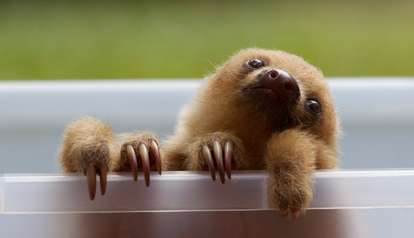 cuddly sloths